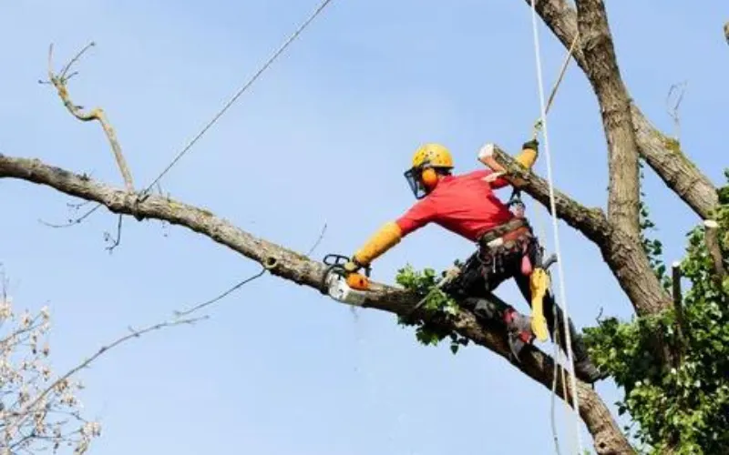 Tree Care in Bowling Green KY