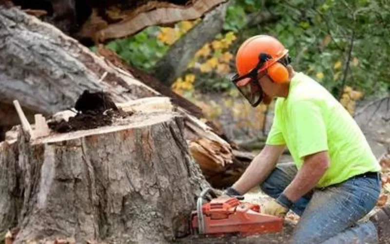 Tree Care from Tree Company in Bowling Green