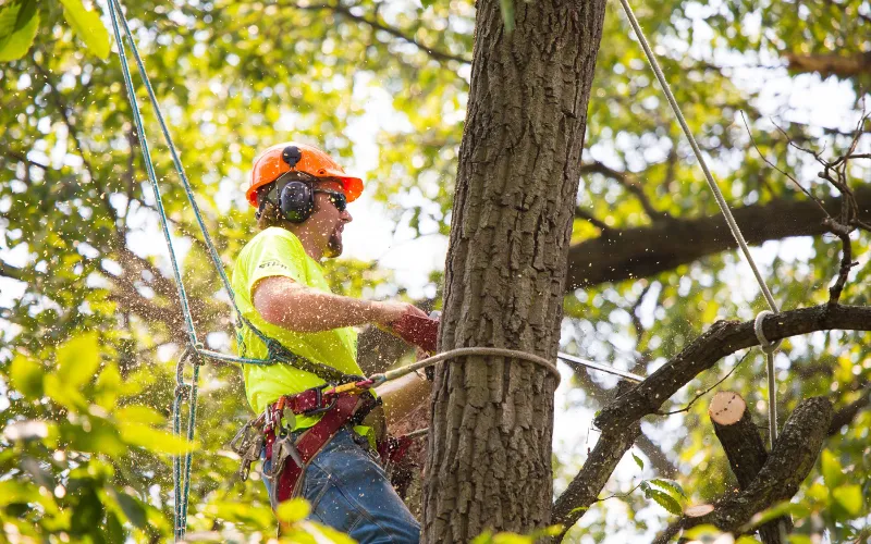 Tree Service Bowling Green KY